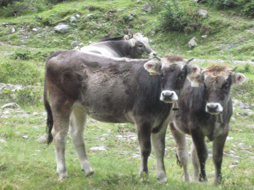 Gaestehaus Walch Fendels Εξωτερικό φωτογραφία